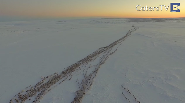 Reindeer Migration