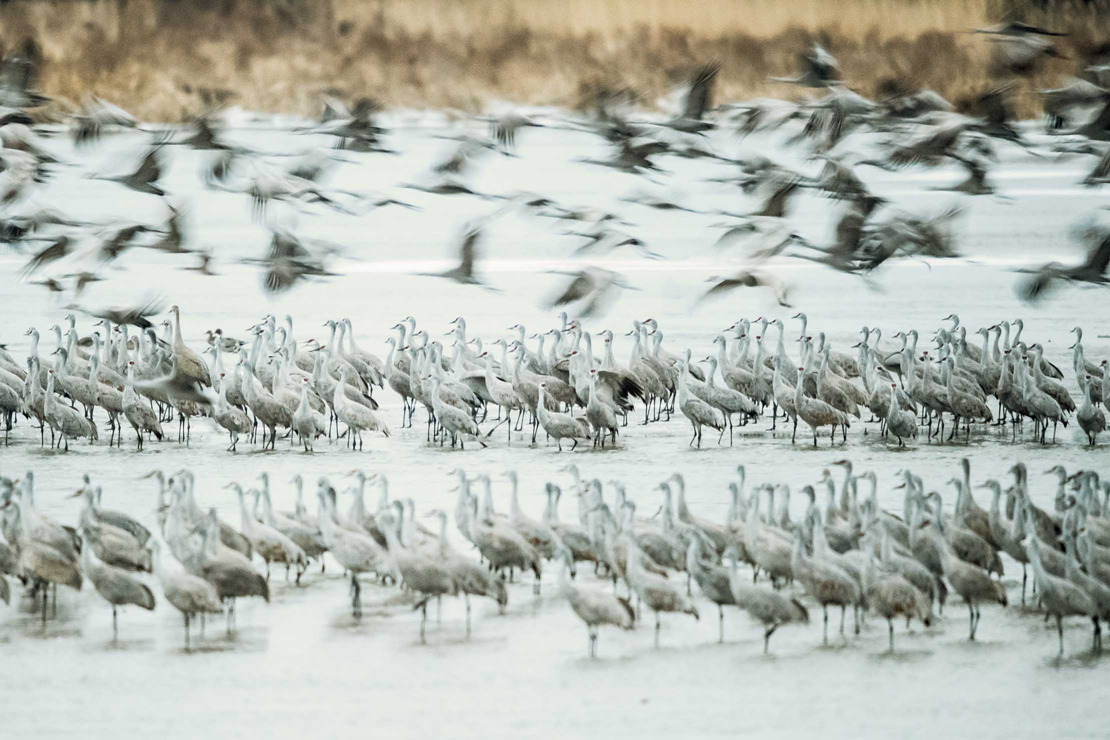 Sandhill Crane National Geographic >> Sandhill Cranes Photography Summit Workshops Sandhill Crane National Geographic >> Sandhill Cranes Photography Summit Workshops